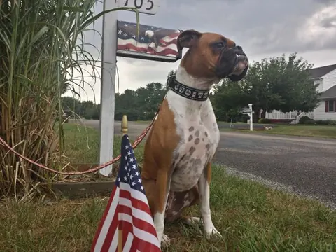 Collars and leashes